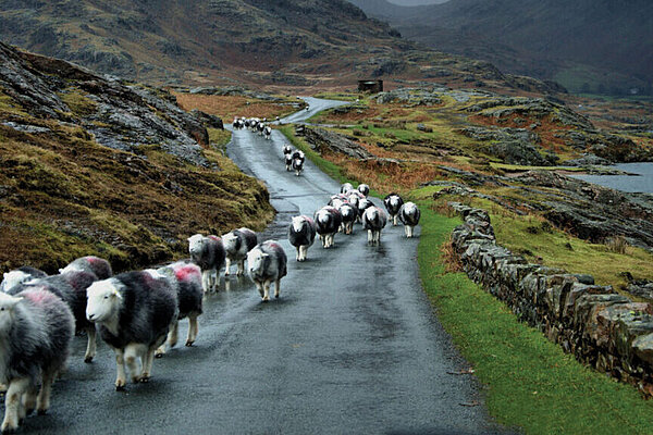Better Support for Farming in Wales Farming sheep in Wales